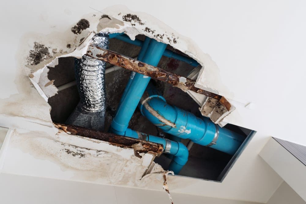 Unexpected Places Mold Hides in Lake Forest Homes